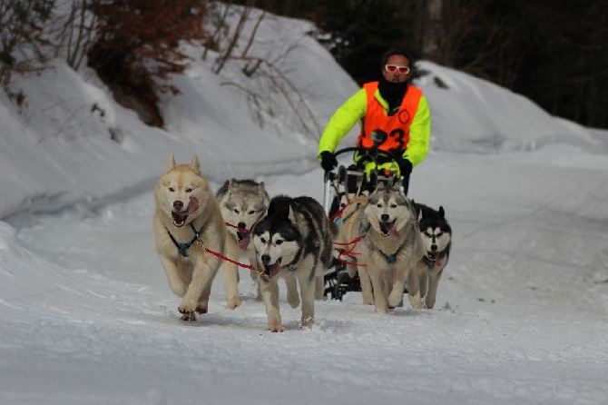 Of cold winter nights - Médaille d'or au championnat FFPTC à 6 chiens