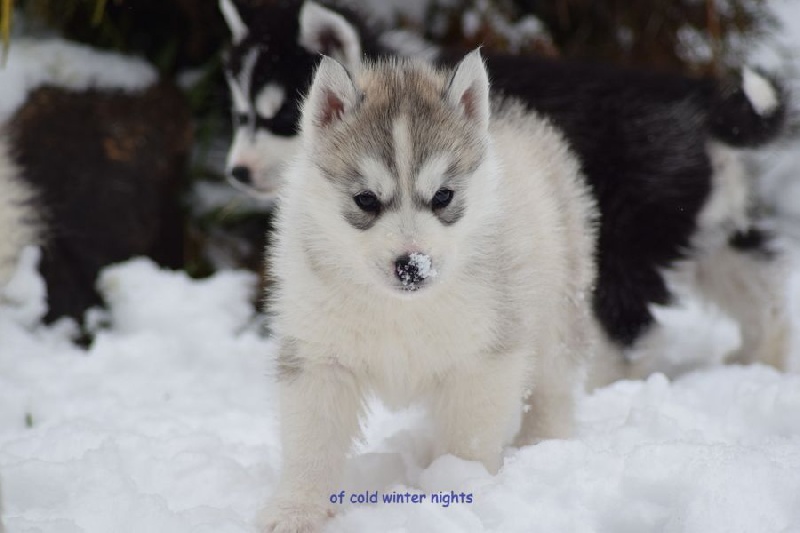 Of cold winter nights - Siberian Husky - Portée née le 09/02/2014