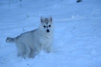 Of cold winter nights - Siberian Husky - Portée née le 29/09/2017