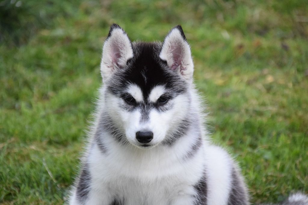 Of cold winter nights - Chiot disponible  - Siberian Husky