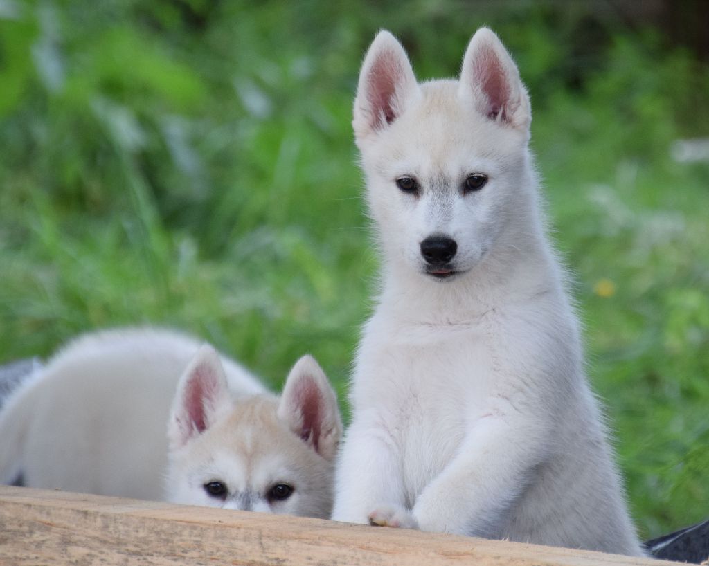 Of cold winter nights - Chiots husky LOF