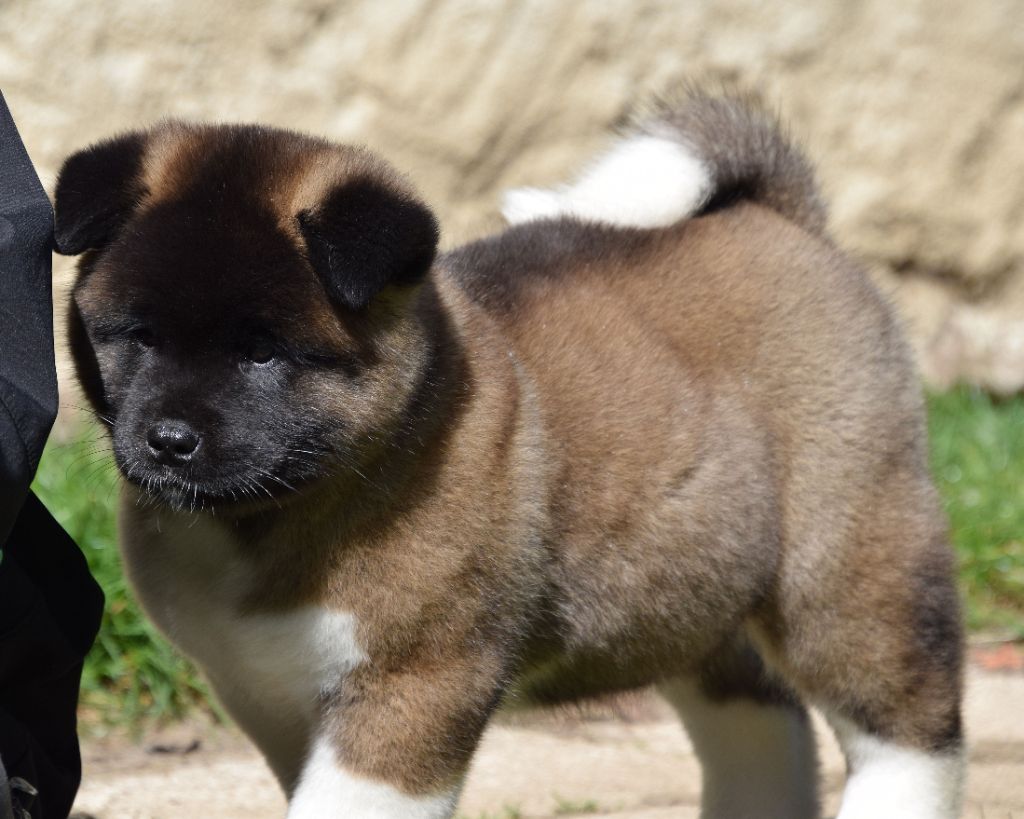 Of cold winter nights - Chiot femelle Akita américain LOF disponible