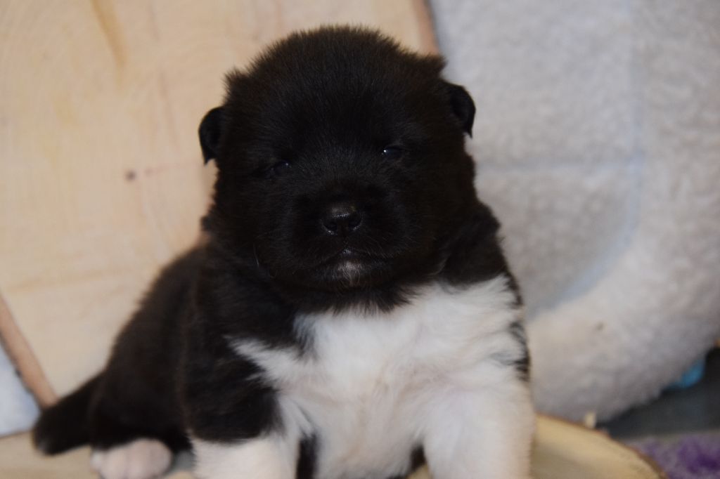 Of cold winter nights - Chiot disponible  - Akita americain