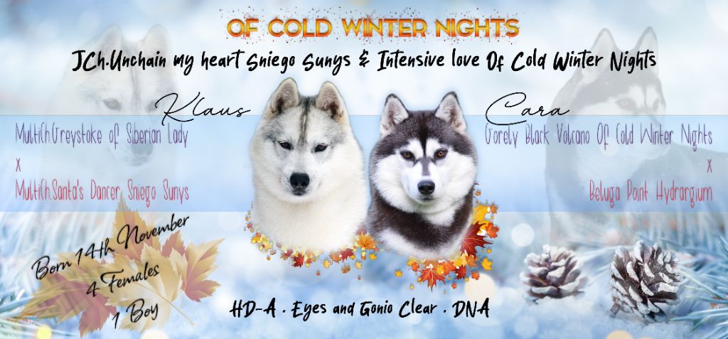 Of cold winter nights - Siberian Husky - Portée née le 14/11/2021