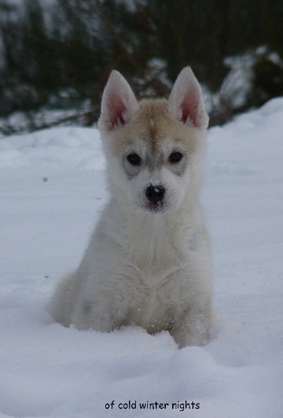 Of cold winter nights - Siberian Husky - Portée née le 08/12/2011