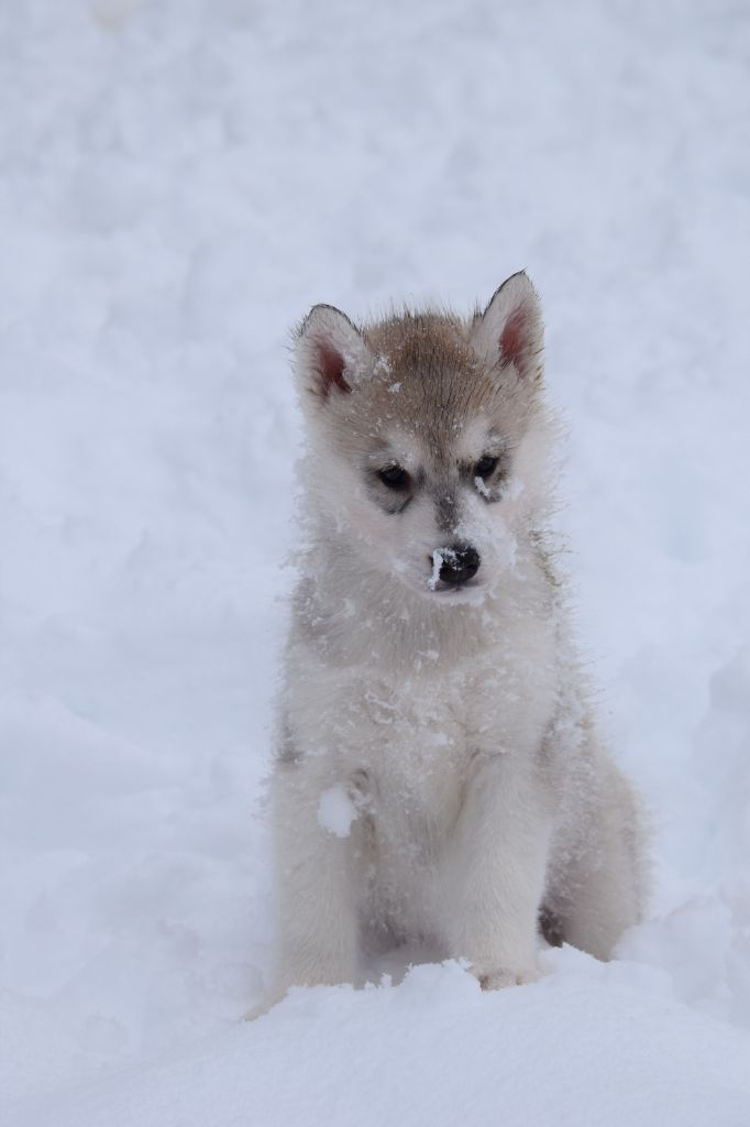 Of cold winter nights - Chiot disponible  - Siberian Husky