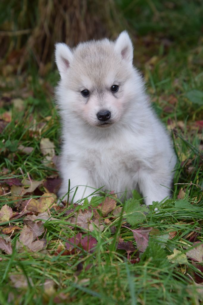 Of cold winter nights - Chiot disponible  - Siberian Husky