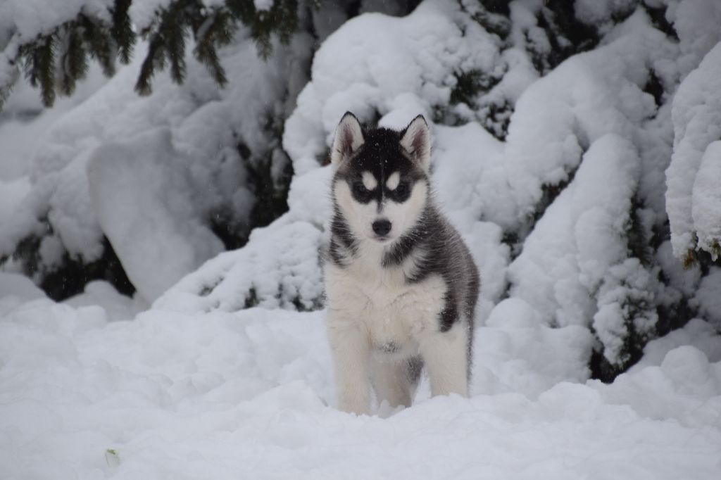 chiot Siberian Husky Of cold winter nights