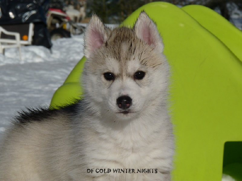 Of cold winter nights - Siberian Husky - Portée née le 17/10/2013