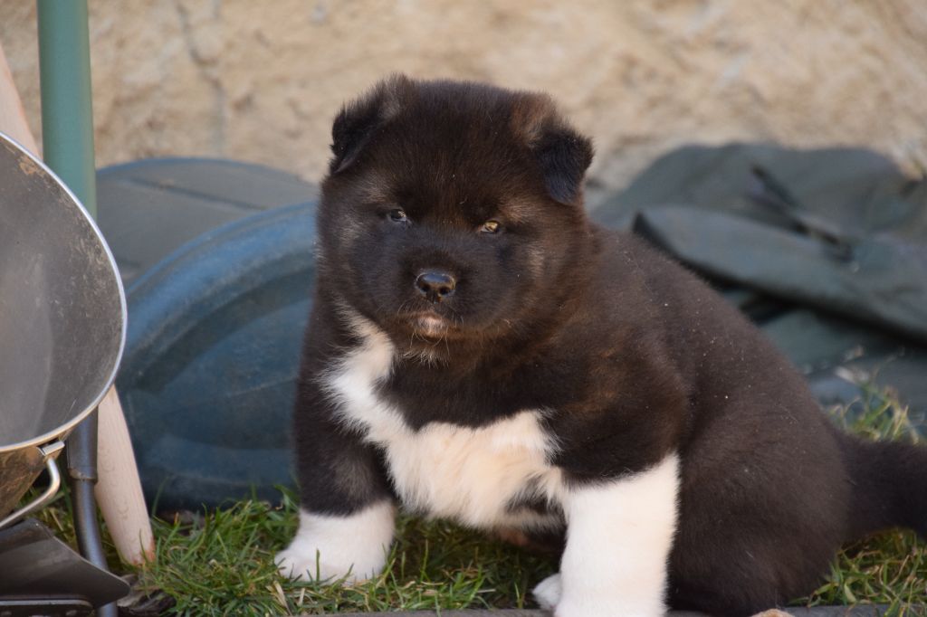 Of cold winter nights - Chiot disponible  - Akita americain