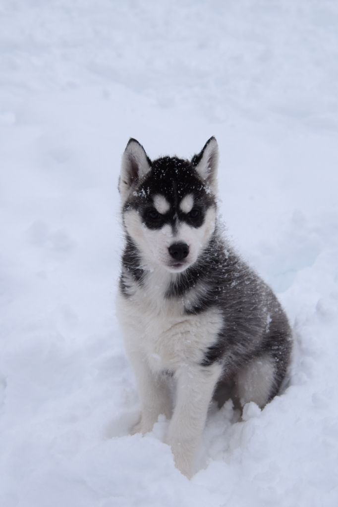 Of cold winter nights - Chiot disponible  - Siberian Husky