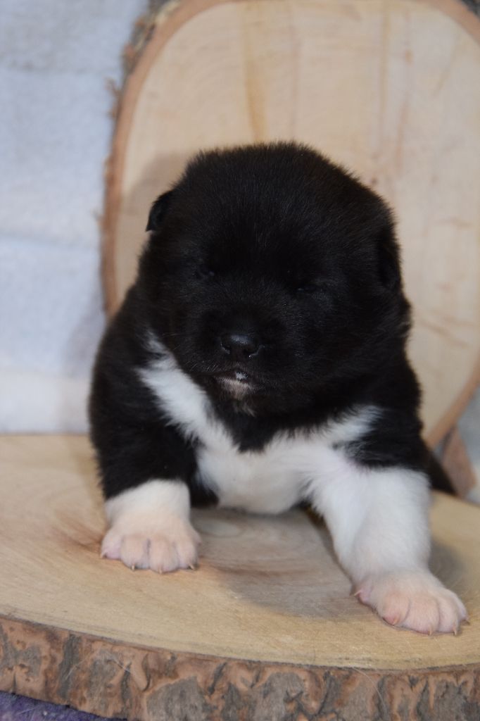 Of cold winter nights - Chiot disponible  - Akita americain