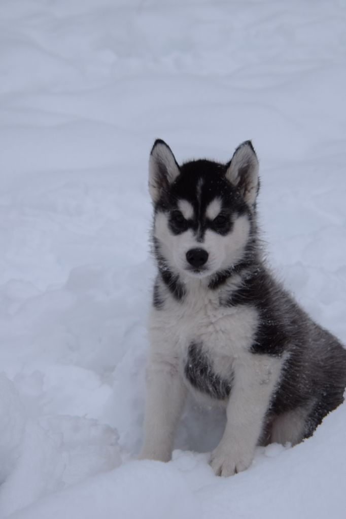 Of cold winter nights - Chiot disponible  - Siberian Husky