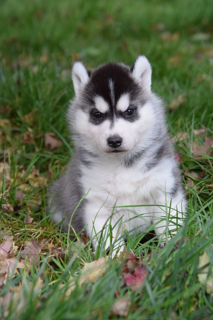 Of cold winter nights - Chiot disponible  - Siberian Husky