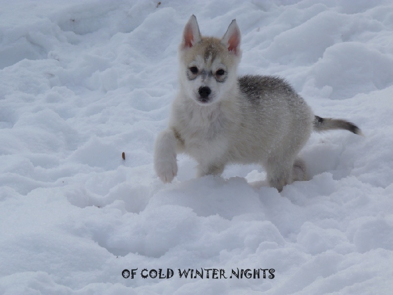 Of cold winter nights - Siberian Husky - Portée née le 03/12/2011