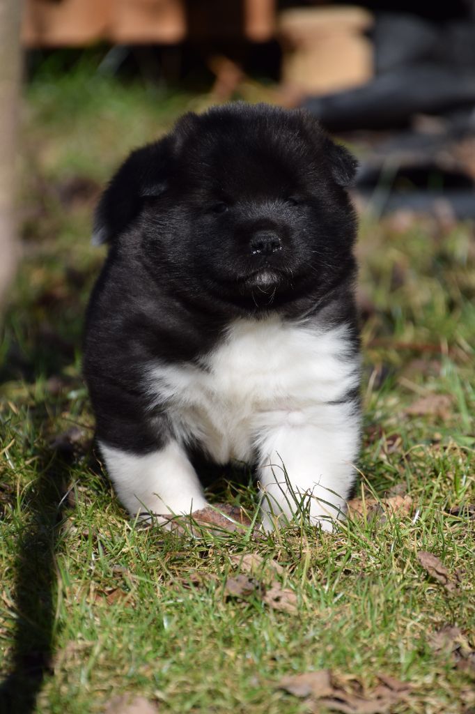 Of cold winter nights - Chiot disponible  - Akita americain