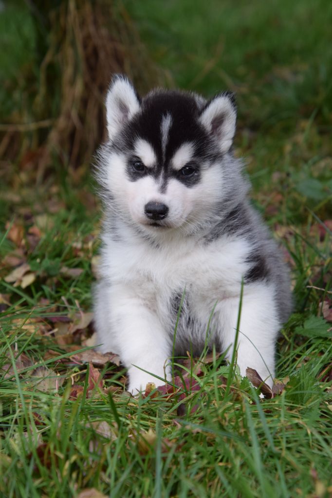 Of cold winter nights - Chiot disponible  - Siberian Husky