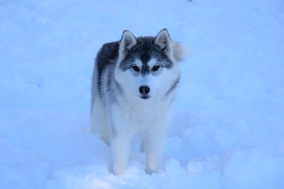 Of cold winter nights - Siberian Husky - Portée née le 25/07/2023