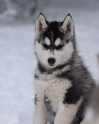Of cold winter nights - Siberian Husky - Portée née le 07/01/2024