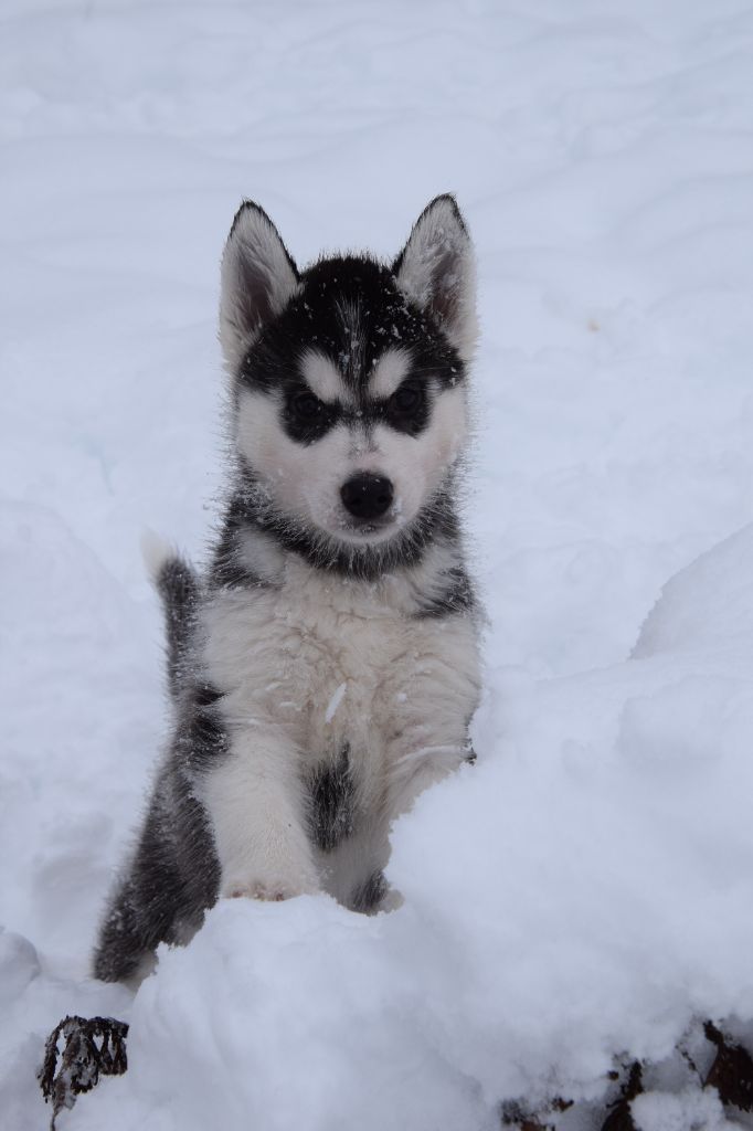 Of cold winter nights - Chiot disponible  - Siberian Husky