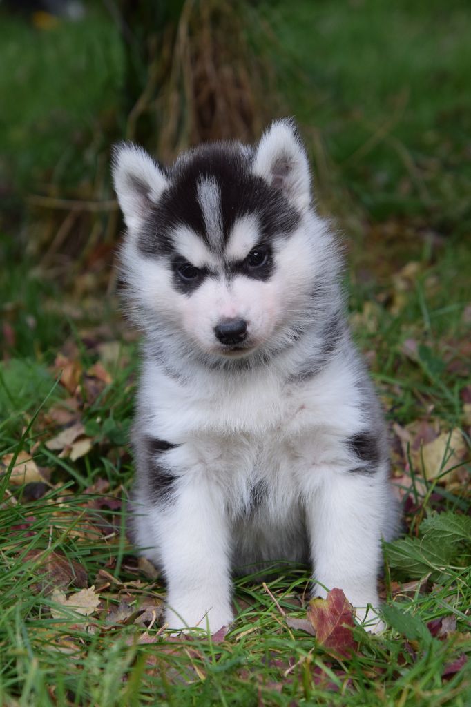 Of cold winter nights - Chiot disponible  - Siberian Husky