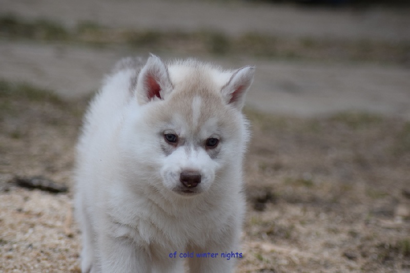 chiot Siberian Husky Of cold winter nights