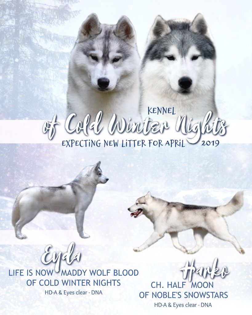 Of cold winter nights - Siberian Husky - Portée née le 11/04/2019