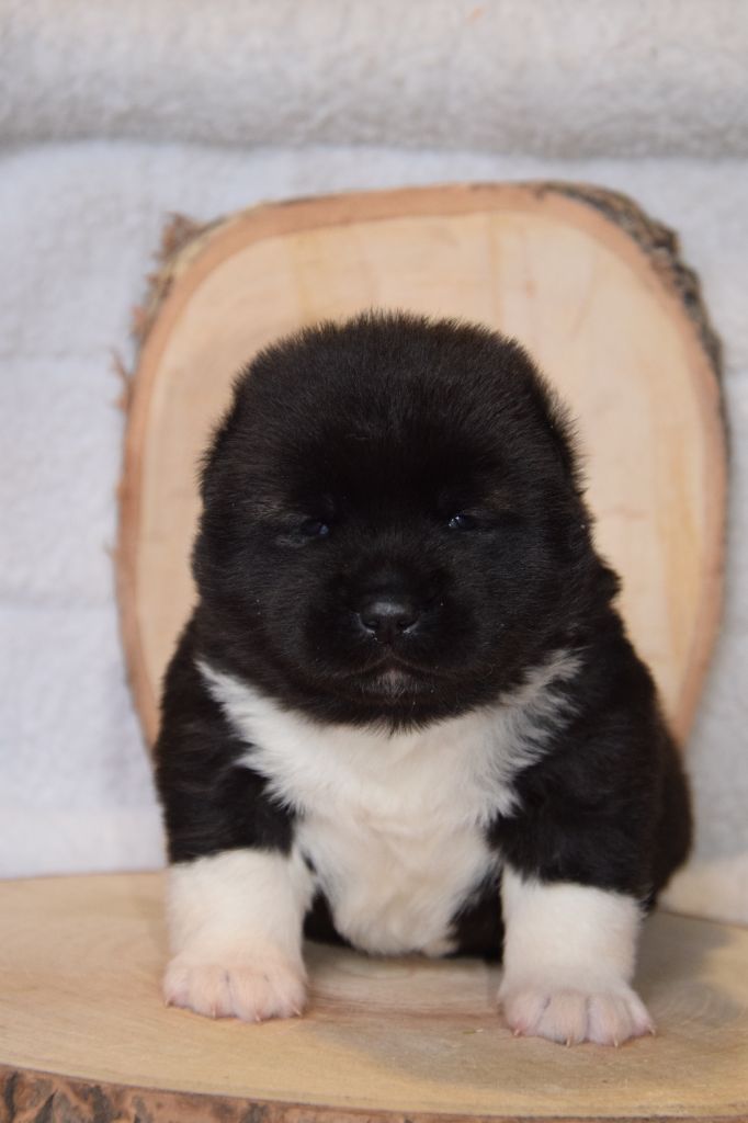 Of cold winter nights - Chiot disponible  - Akita americain