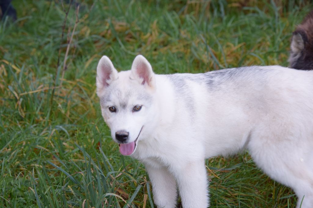 Of cold winter nights - Chiot disponible  - Siberian Husky