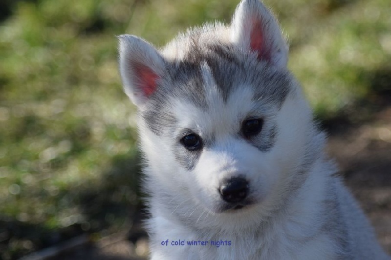 chiot Siberian Husky Of cold winter nights