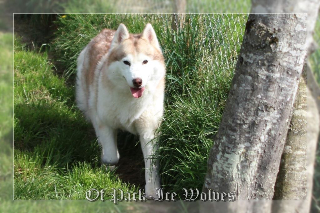 Heaven's snow for priska Of cold winter nights