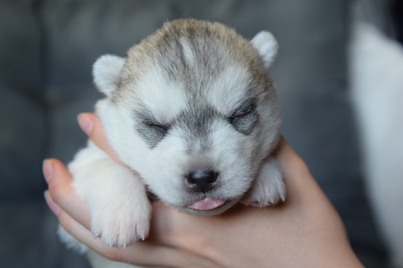 Naissance le 28 avril 2026
