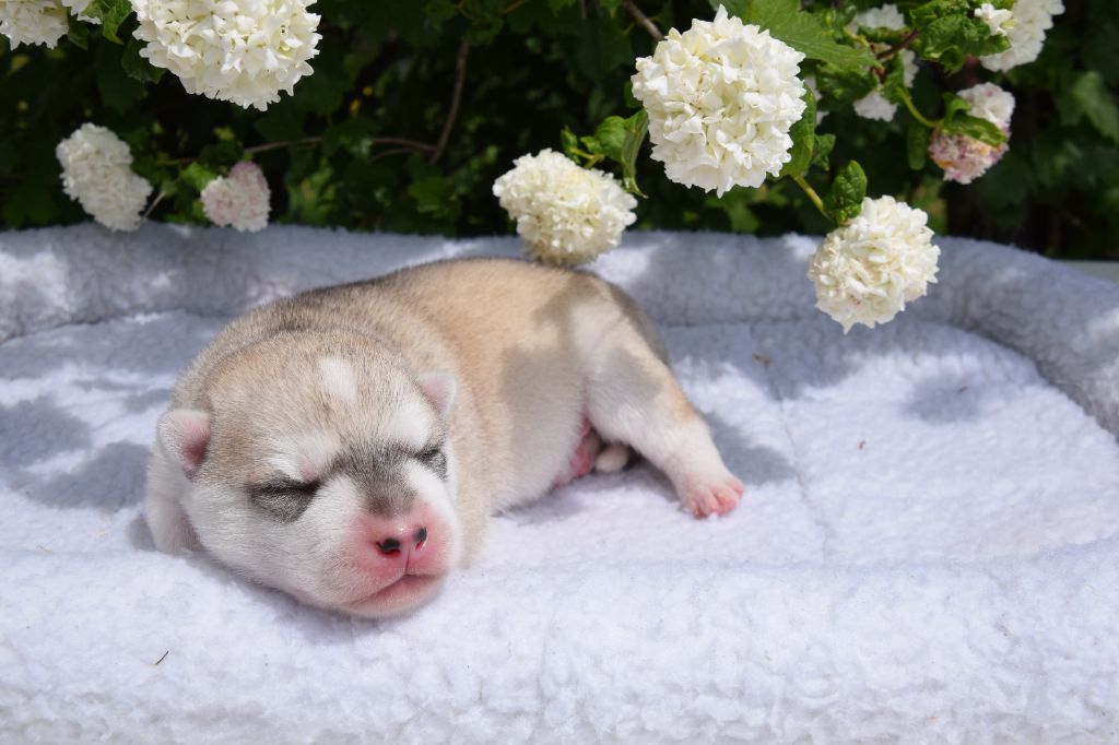 Of cold winter nights - Chiots husky LOF