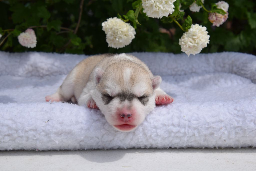 Of cold winter nights - Chiots disponibles - Siberian Husky