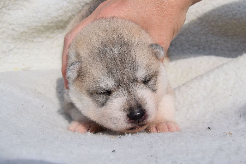 Of cold winter nights - Chiots disponibles - Siberian Husky