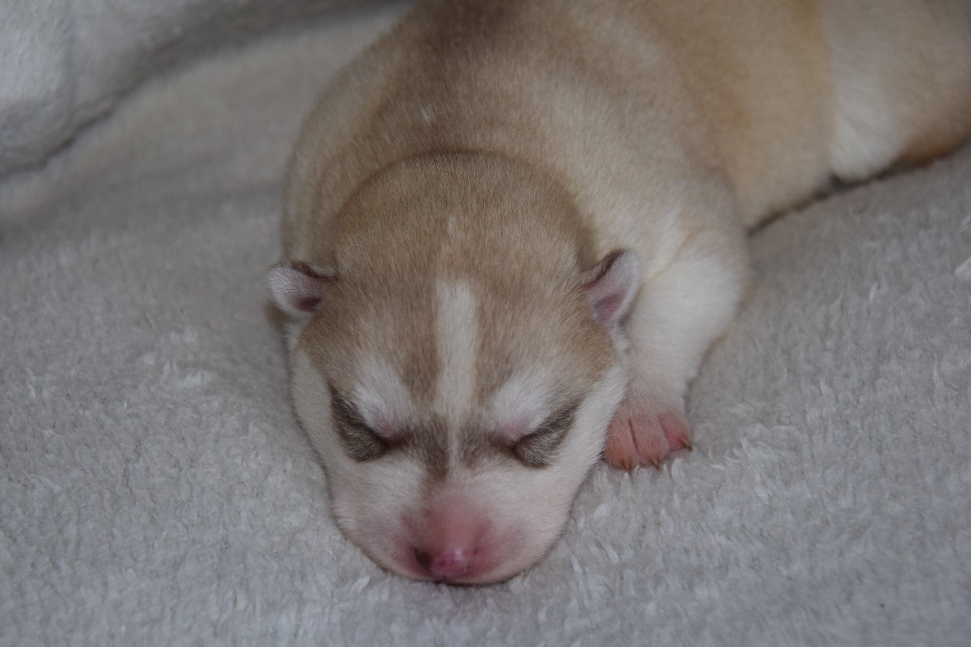 Of cold winter nights - Chiots disponibles - Siberian Husky