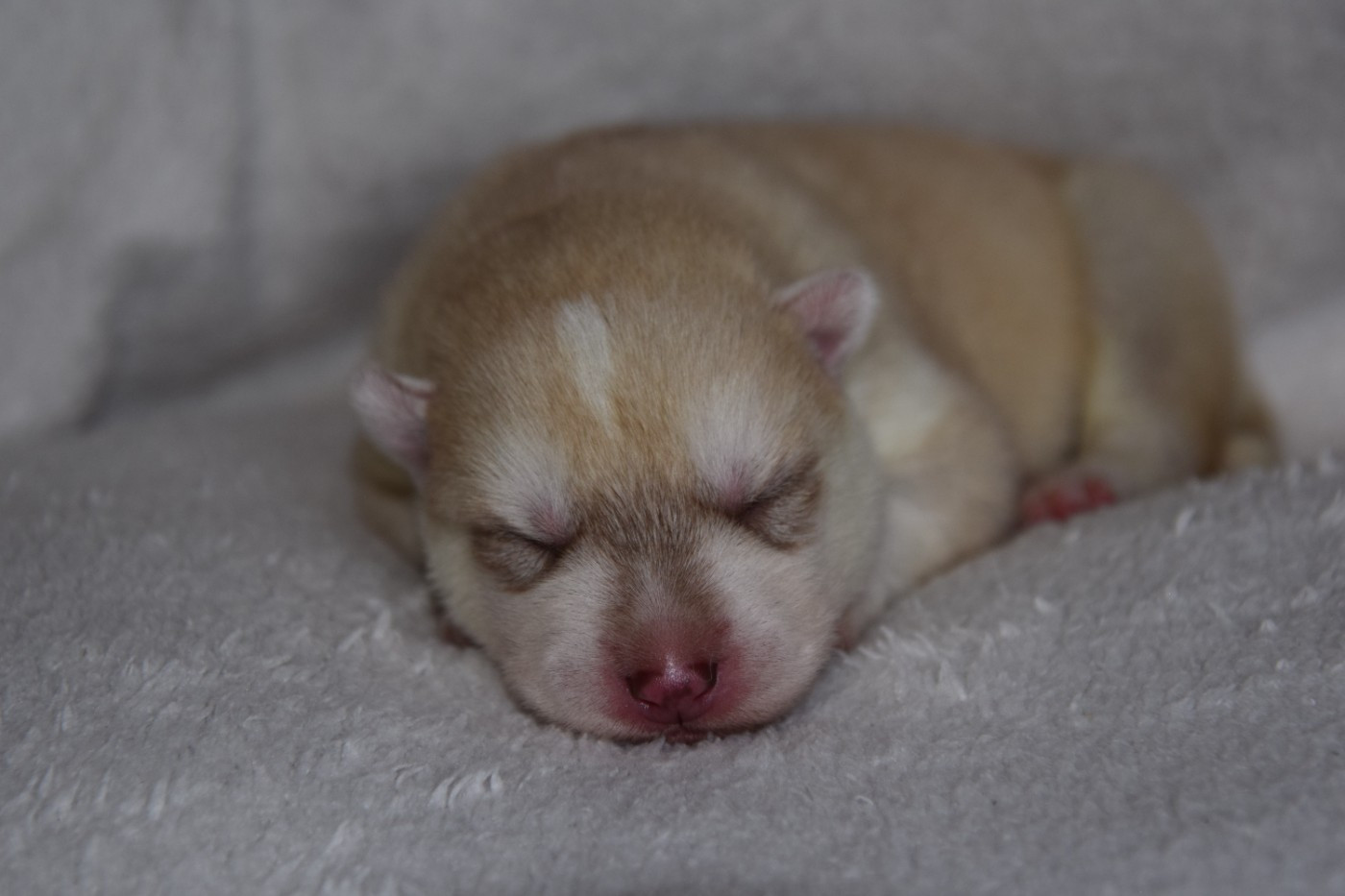 Of cold winter nights - Chiots disponibles - Siberian Husky