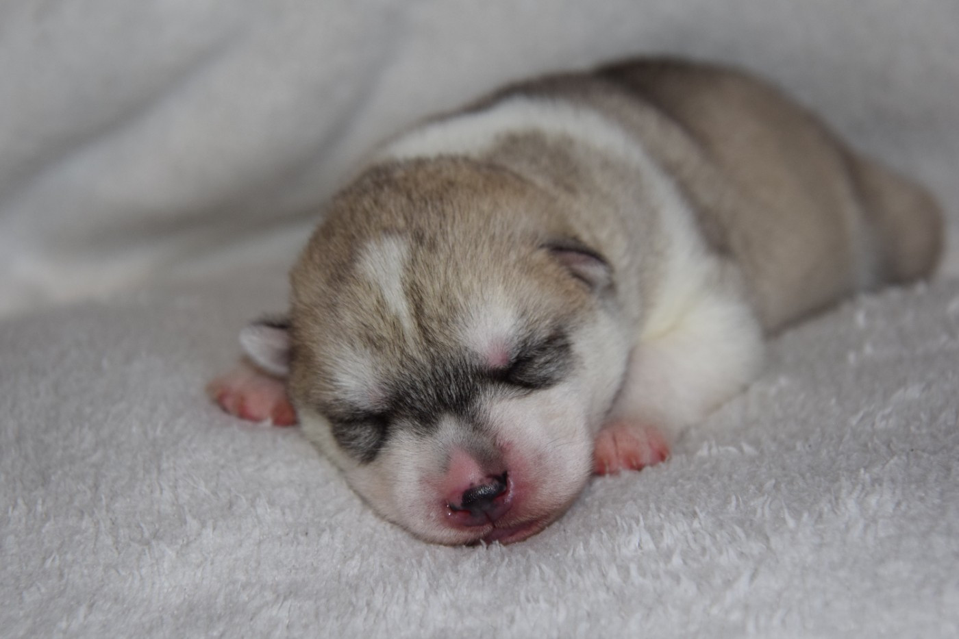 Of cold winter nights - Chiots disponibles - Siberian Husky