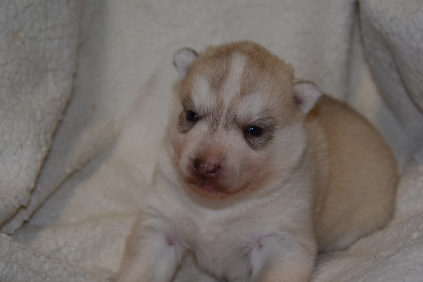 Of cold winter nights - Chiots disponibles - Siberian Husky