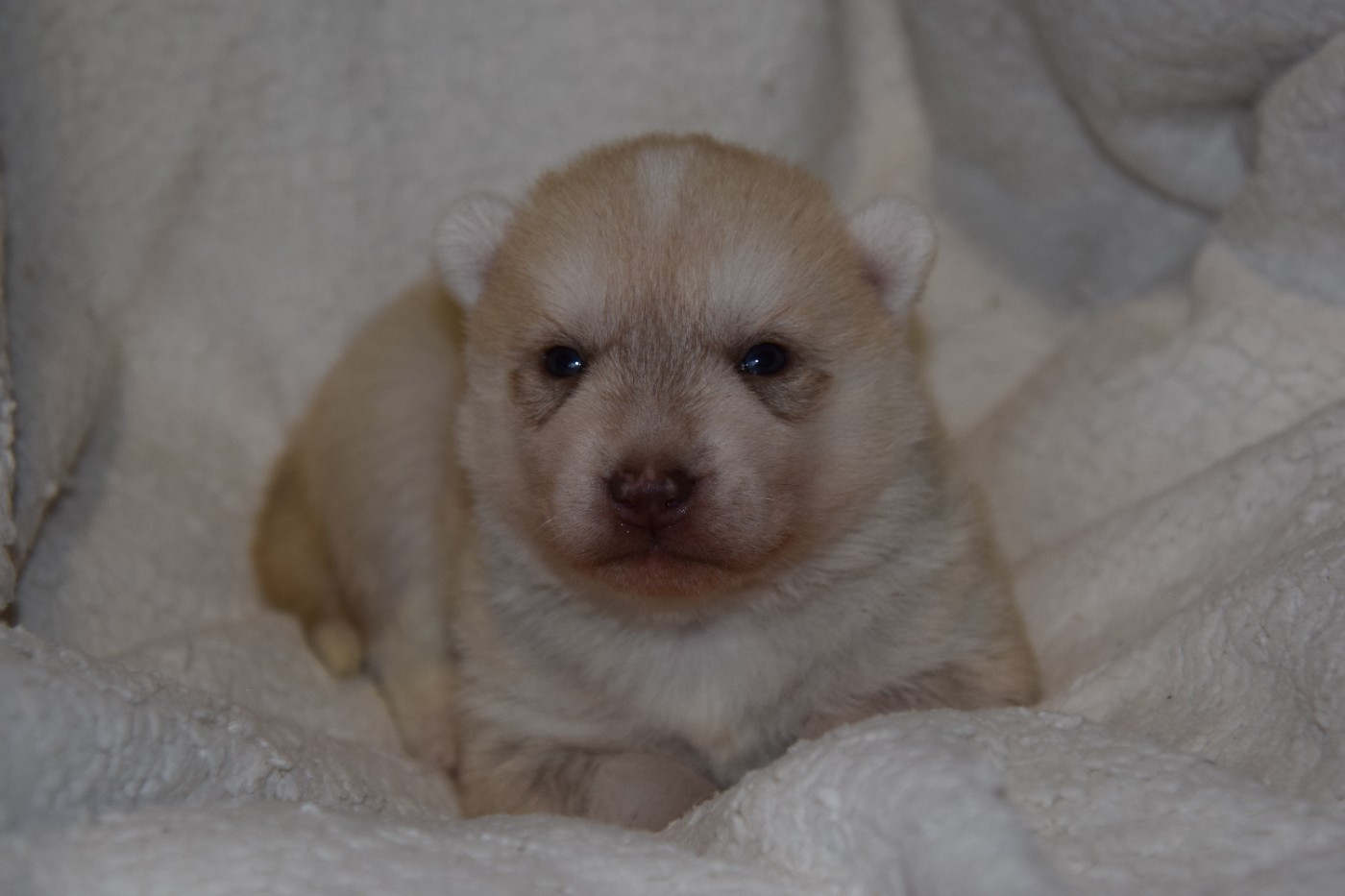 Of cold winter nights - Chiots disponibles - Siberian Husky