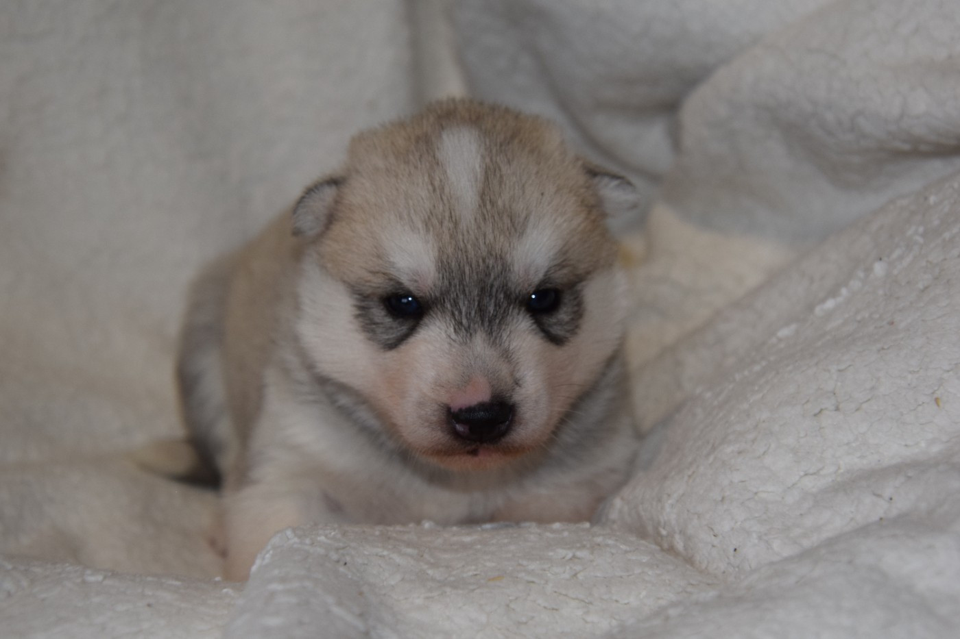 Of cold winter nights - Chiots disponibles - Siberian Husky