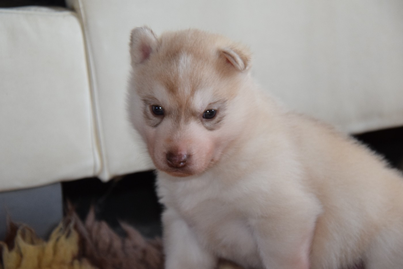 Of cold winter nights - Chiots disponibles - Siberian Husky