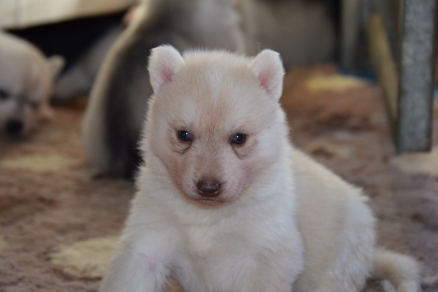 Of cold winter nights - Chiots disponibles - Siberian Husky