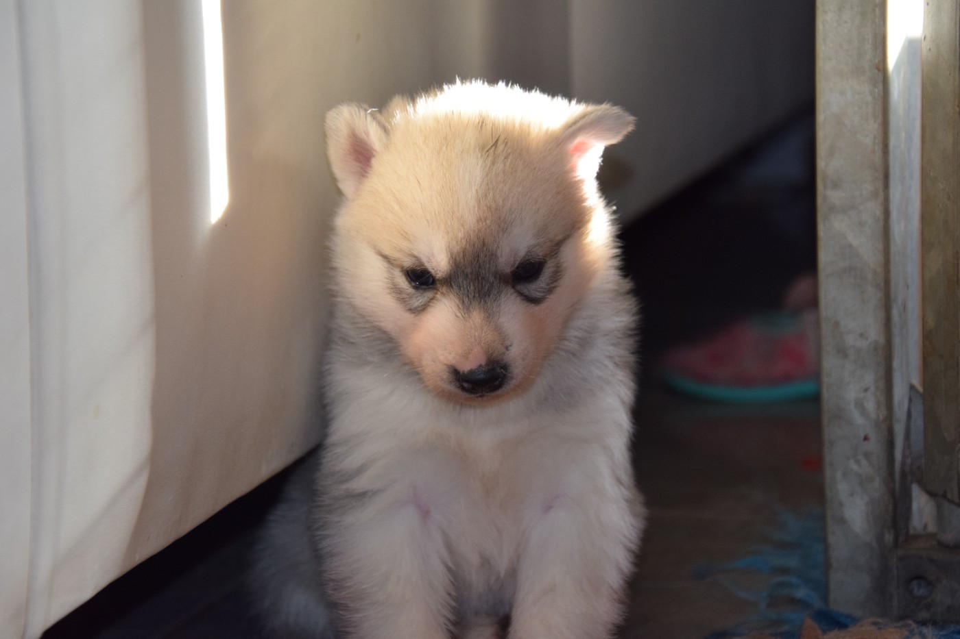 Of cold winter nights - Chiots disponibles - Siberian Husky