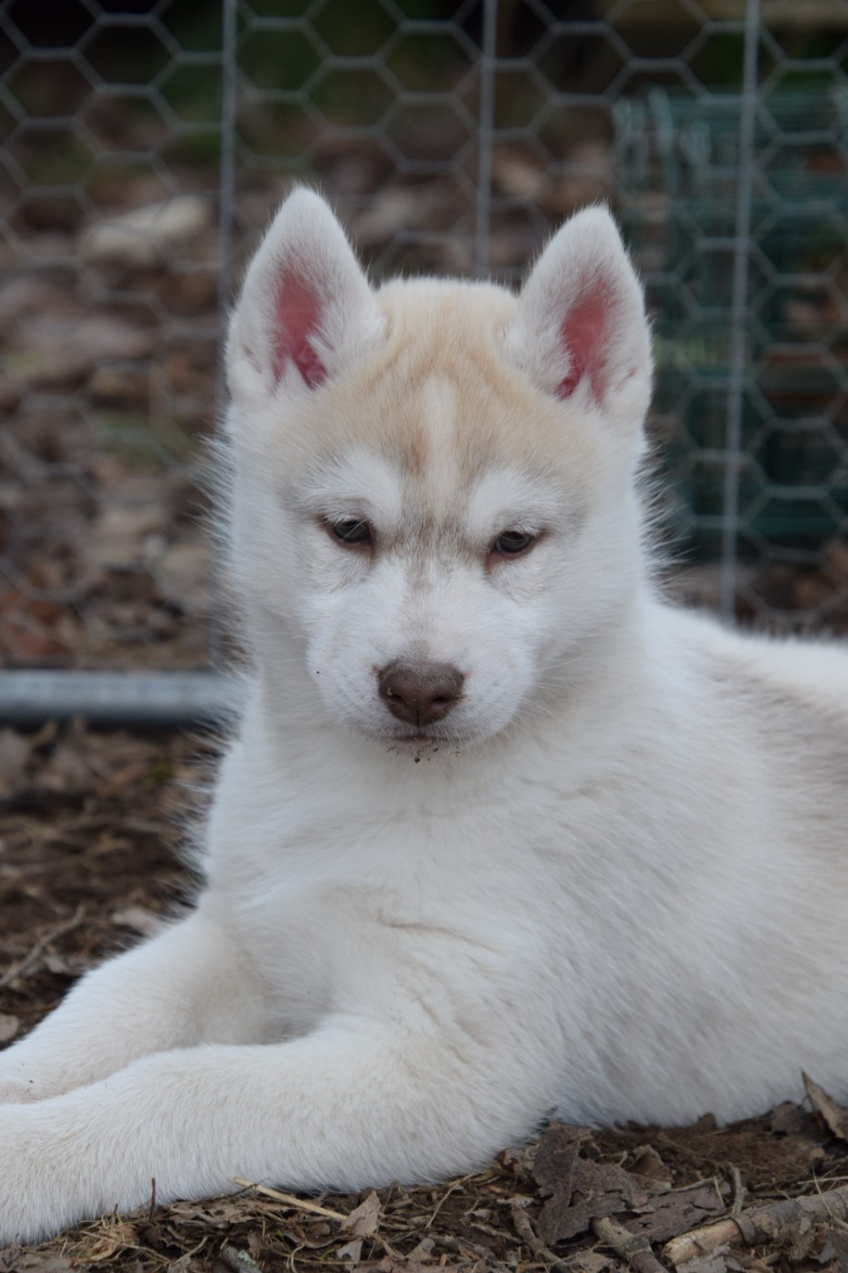 Of cold winter nights - Chiots disponibles - Siberian Husky