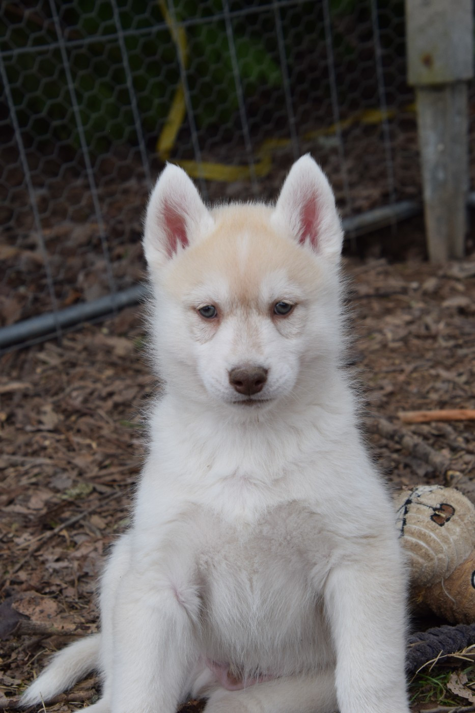 Of cold winter nights - Chiots disponibles - Siberian Husky