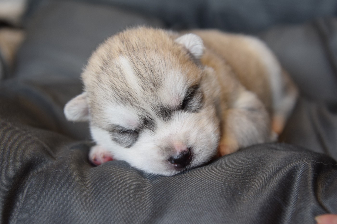 Of cold winter nights - Chiots disponibles - Siberian Husky