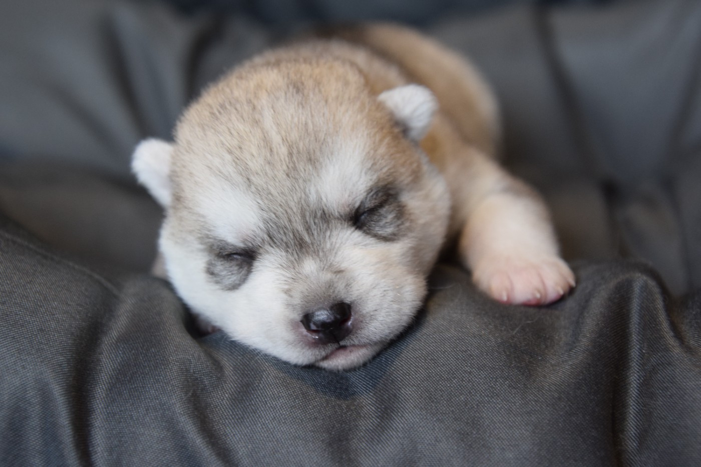 Of cold winter nights - Chiots disponibles - Siberian Husky