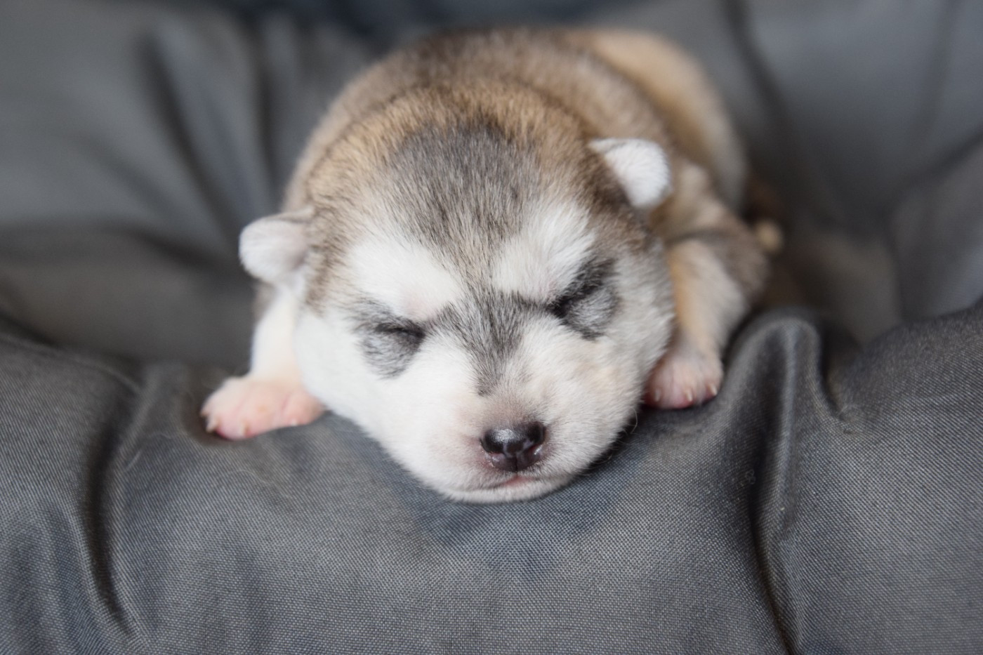 Of cold winter nights - Chiots disponibles - Siberian Husky