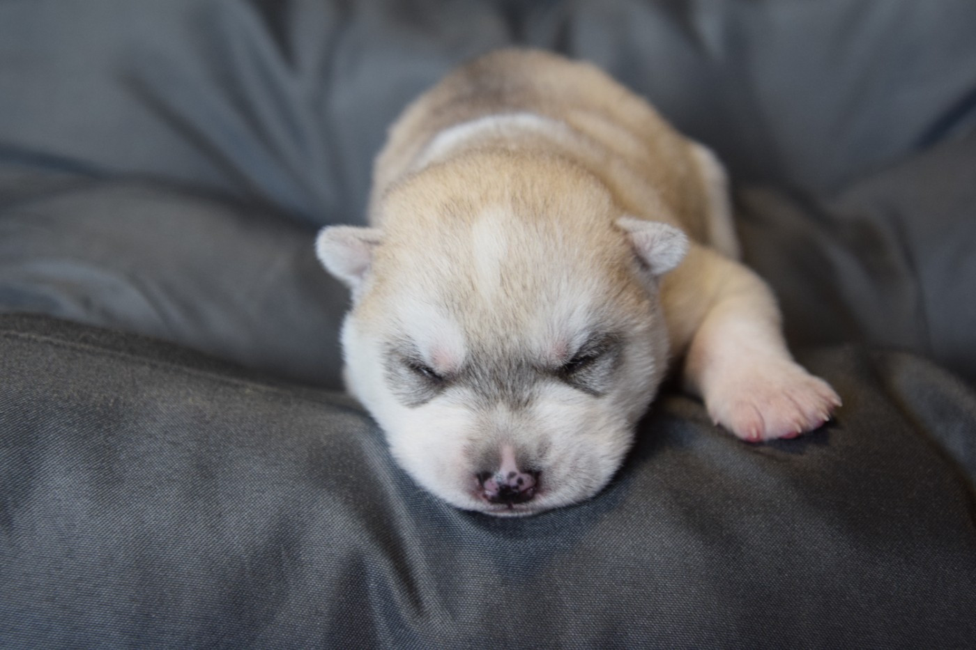 Of cold winter nights - Chiots disponibles - Siberian Husky